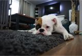 Best area Rugs for Pets How to Get Rid Of Dog Odor In Your Carpet Servicemaster Clean