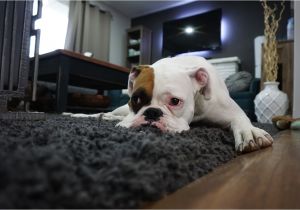 Best area Rugs for Pets How to Get Rid Of Dog Odor In Your Carpet Servicemaster Clean