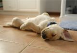 Best area Rugs for Pets Pet Friendly Bedroom Flooring Ideas and Options
