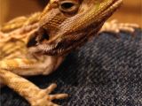 Best Bearded Dragon Flooring 5 Month Beardie with Vitamin A Od New Symptoms Bearded Dragon org