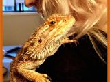 Best Bearded Dragon Flooring Bearded Dragons Love to Cuddle Dragon Pinterest Bearded Dragon