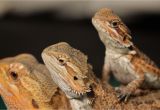 Best Bearded Dragon Flooring Best Bearded Dragon Bedding Review Petclub24