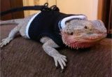 Best Bearded Dragon Flooring Chase A 3 Year Old Male Bearded Dragon isn T Amused by His New