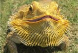 Best Bearded Dragon Flooring How to Tell the Age Of A Bearded Dragon Bearded Dragons