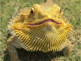 Best Bearded Dragon Flooring How to Tell the Age Of A Bearded Dragon Bearded Dragons