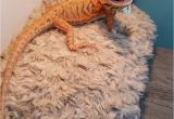 Best Bearded Dragon Flooring Www Ksmsdragonlandings Com Custom Made Bearded Dragon Hammocks