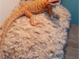 Best Bearded Dragon Flooring Www Ksmsdragonlandings Com Custom Made Bearded Dragon Hammocks