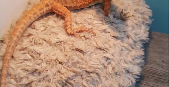 Best Bearded Dragon Flooring Www Ksmsdragonlandings Com Custom Made Bearded Dragon Hammocks