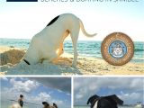 Best Dog Friendly Rugs 408 Best Pet Friendly Locations Images On Pinterest Dog