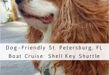 Best Dog Friendly Rugs 408 Best Pet Friendly Locations Images On Pinterest Dog