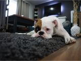 Best Dog Friendly Rugs How to Get Rid Of Dog Odor In Your Carpet Servicemaster Clean