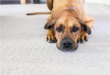 Best Dog Friendly Rugs the Best Pet Friendly Carpet Diy Ideas