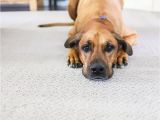 Best Dog Friendly Rugs the Best Pet Friendly Carpet Diy Ideas