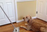 Best Floor Rugs for Dogs Amazon Com 20 Microfiber Pet Hair Mop by Cedar Creek Easily Cleans