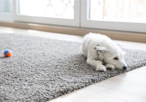 Best Floor Rugs for Dogs How to Clean Carpet Best Way to Get Stains Out Of Carpet