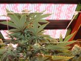 Best Grow Lights for Cannabis Led Grow Lights for Professional Cannabis Growers Bios Lighting