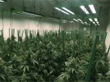 Best Grow Lights for Cannabis Led Grow Lights for Professional Cannabis Growers Bios Lighting