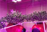 Best Grow Lights for Cannabis Led Light Design Amazing Commercial Led Grow Lights Commercial Led
