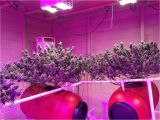 Best Grow Lights for Cannabis Led Light Design Amazing Commercial Led Grow Lights Commercial Led