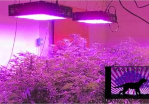 Best Grow Lights for Cannabis Led Light Design Amazing Commercial Led Grow Lights Commercial Led