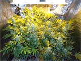 Best Grow Lights for Cannabis Nebulas Manifold Cannabis Main Lining Grow Weed Easy