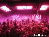 Best Grow Lights for Cannabis What You Need to Start Growing Cannabis Inside Grow Weed Easy