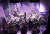 Best Grow Lights for Cannabis What You Need to Start Growing Cannabis Inside Grow Weed Easy