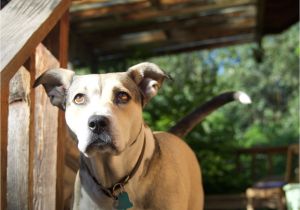 Best Heat Lamp for Dogs Symptoms Of A Dog In Heat