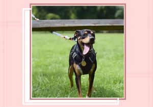 Best Heat Lamp for Dogs the 6 Best Dog Harnesses for Running