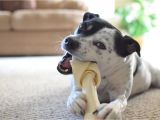 Best Rugs for Dogs that Chew Fda Warns Bone Treats Can Kill Your Dog
