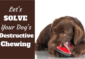 Best Rugs for Dogs that Chew How to Stop A Puppy From Chewing Furniture Should You Punish Your Dog