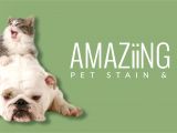Best Rugs for Dogs that Pee Amaziing solutions Amaziing solutions