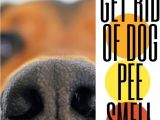 Best Rugs for Dogs that Pee Best Dog Urine Odor Eliminator Pinterest Dog Pee Smell Pee