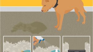 Best Rugs for Dogs that Pee Best Stain Removal Tricks for Your Clothes Furniture and Floors