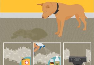 Best Rugs for Dogs that Pee Best Stain Removal Tricks for Your Clothes Furniture and Floors