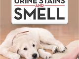 Best Rugs for Dogs that Pee top Best Pet Odor Eliminators for Removing Dog Urine Smell It S