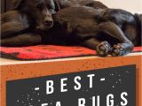 Best Rugs for Shedding Dogs Best area Rugs for Dogs Chew to Pee Resistant Washable Options