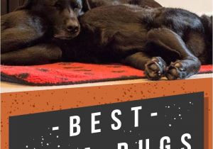 Best Rugs for Shedding Dogs Best area Rugs for Dogs Chew to Pee Resistant Washable Options
