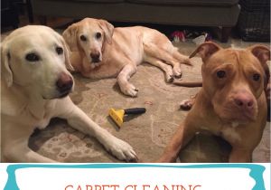 Best Rugs for Shedding Dogs Getting Pet Hair Out Of Carpets A Pet Hack From Sarcastic Dog