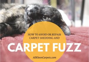 Best Rugs for Shedding Dogs How to Avoid Carpet Shedding and Fuzzing All Kleen Carpet Cleaning