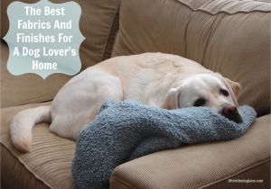 Best Rugs for Shedding Dogs the Best and Worst Fabrics and Finishes for A Dog Lover S Home