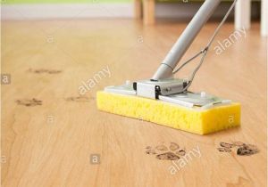 Best Type Of Mop to Clean Hardwood Floors 15 Charmant Microfiber Dust Mops for Hardwood Floors Ideas Blog