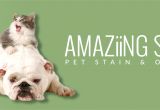 Best Type Of Rugs for Dogs Amaziing solutions Amaziing solutions