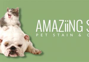Best Type Of Rugs for Dogs Amaziing solutions Amaziing solutions