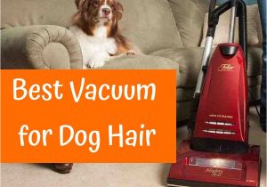 Best Vacuum for Hard Floors and Dog Hair Best Vacuum for Dog Hair In 2017 Guide & Reviews Us Bones