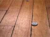 Best Wood Floor Crack Filler How to Repair Gaps Between Floorboards