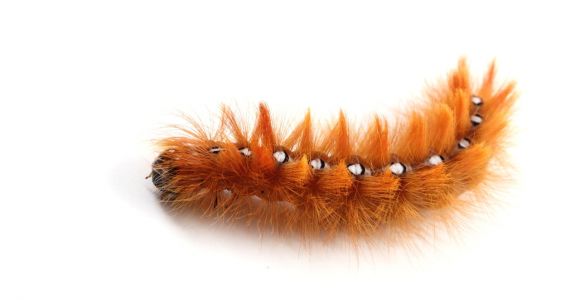 Black and Rust Fuzzy Caterpillar A Truly Helpful Caterpillar Identification Chart