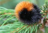 Black and Rust Fuzzy Caterpillar Can Woolly Worms Predict the Weather Wonderopolis