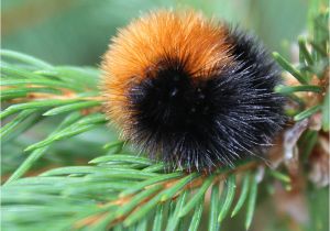 Black and Rust Fuzzy Caterpillar Can Woolly Worms Predict the Weather Wonderopolis