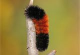 Black and Rust Fuzzy Caterpillar March Of the Woolly Bears Thoreau Farm